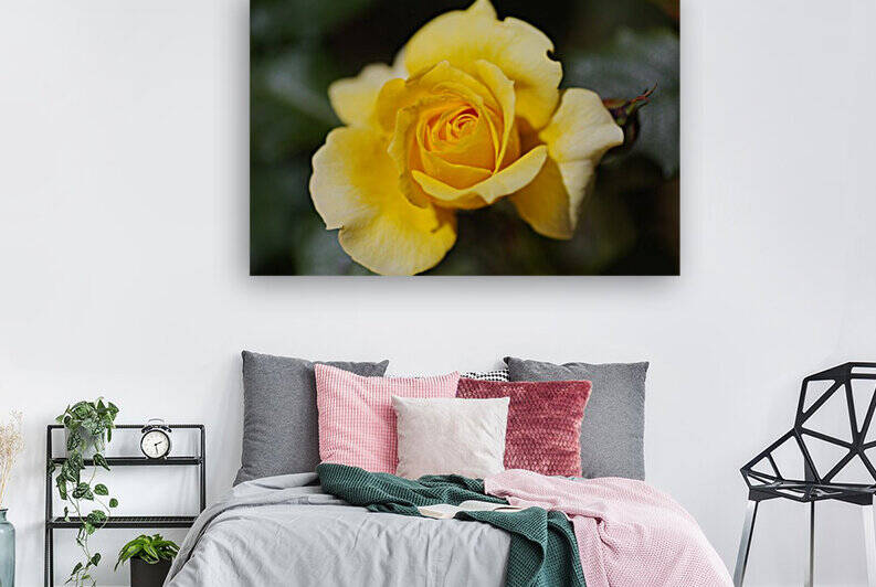 A Yellow Rose Dreamer by Joy Watson