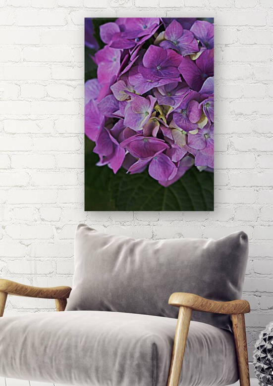 Hydrangea Flower Wonderful Pinks  by Joy Watson