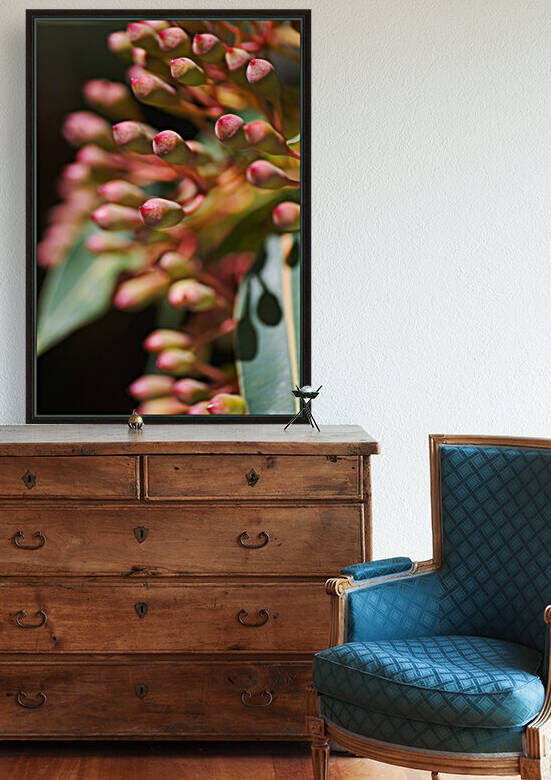 Corymbia Ficifolia Eucalyptus In Buds by Joy Watson