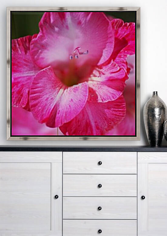 Gladioli Cantate Lush Pink by Joy Watson