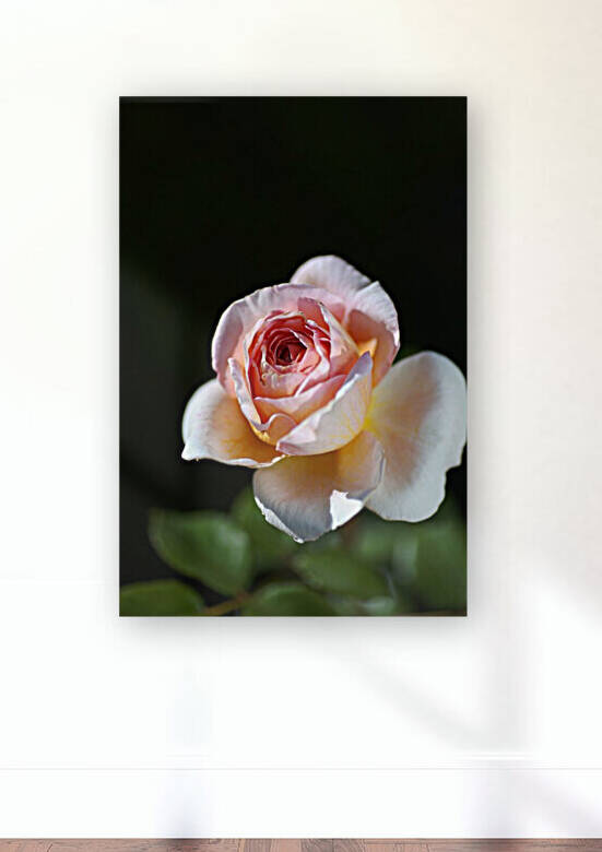 Abraham Darby Pink Rose Bud by Joy Watson