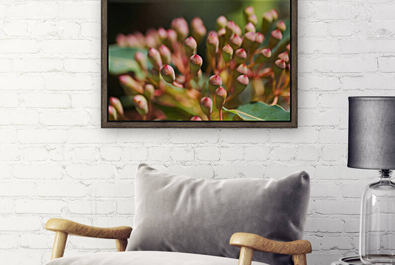 Eucalyptus Corymbia Ficifolia Flower Buds by Joy Watson