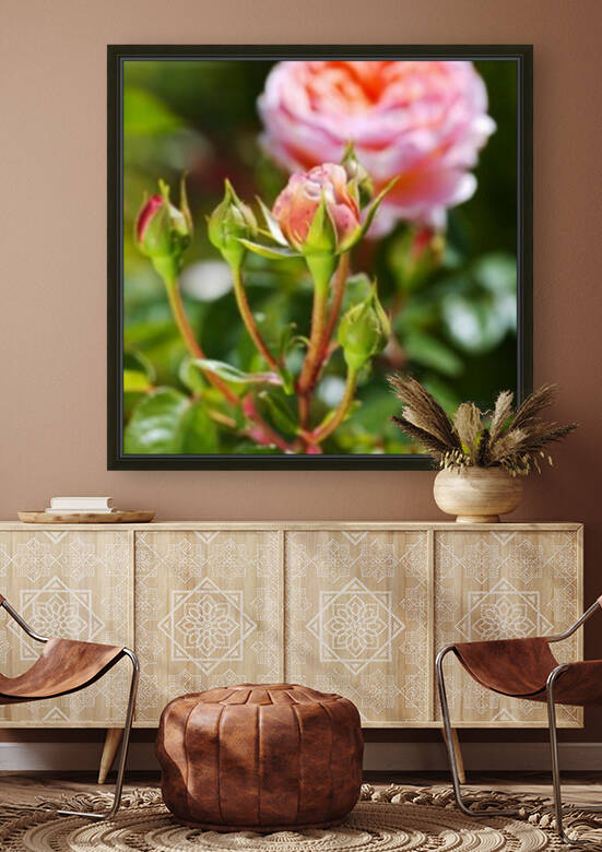 Abraham Darby With Four Rose Buds by Joy Watson