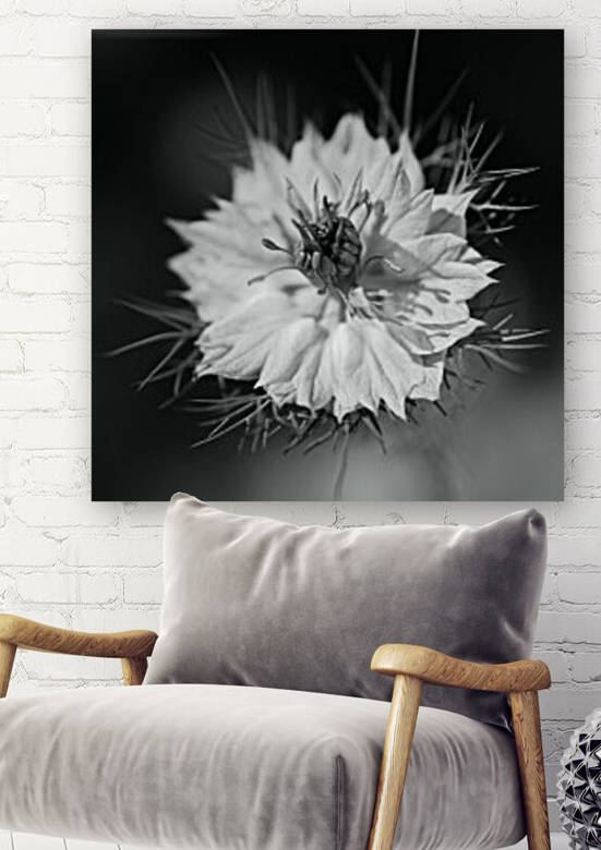 Love In The Mist Mono by Joy Watson