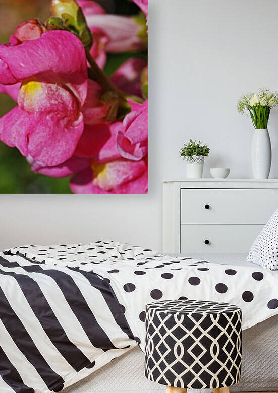 Snapdragon Flower Kamikaze In Pink by Joy Watson