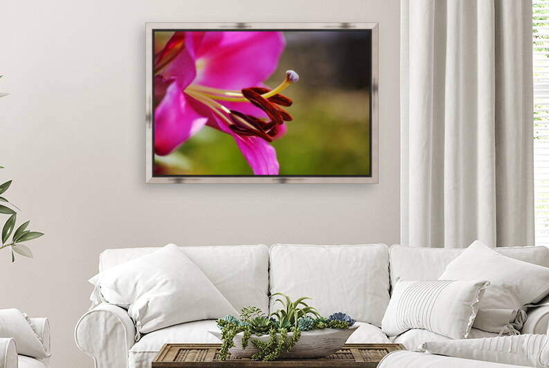 Lily Flowers Pink In Profile by Joy Watson