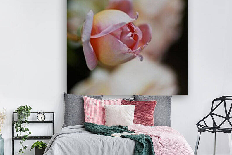 Abraham Darby Rose Pink by Joy Watson