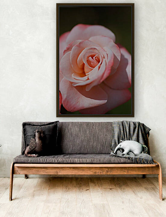 Pink And Apricot Rose  by Joy Watson