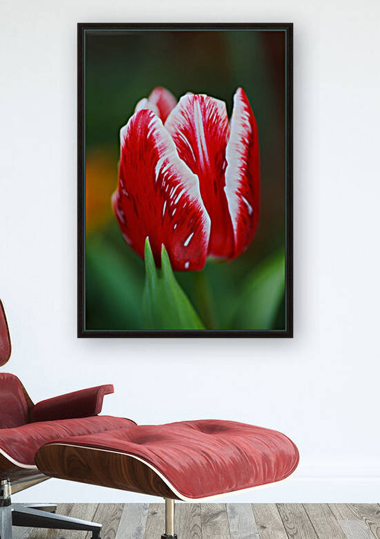 Red and White Tulip In Flower  by Joy Watson