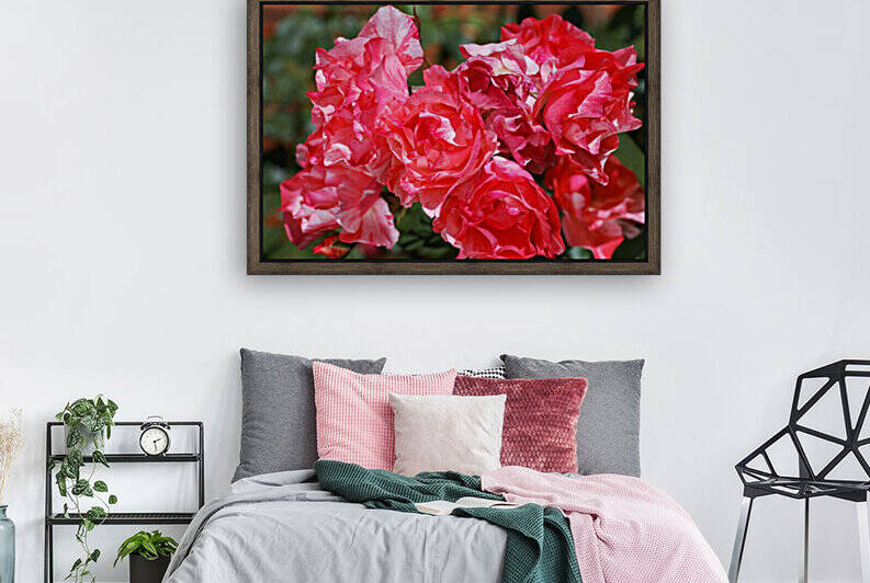 Grimaldi Rose Red Variegated  by Joy Watson