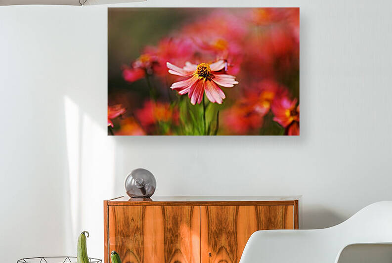 Rum Punch Plant Summer Coreopsis by Joy Watson