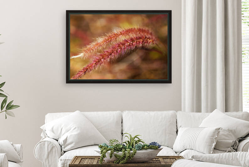 Pennisetum Advena Rubrum Grasses Rich by Joy Watson