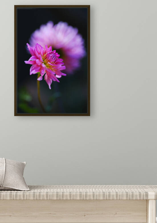 Dahlia Over A Dahlia Pillow  by Joy Watson