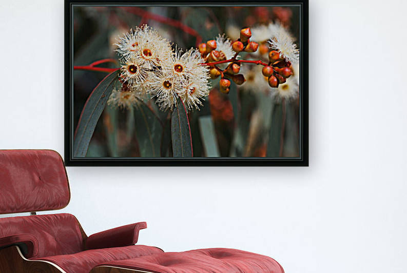 White Snowflake  Variety Eucalyptus Flowers  by Joy Watson