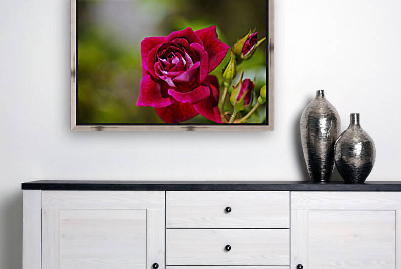 Deep Pink Rose Full Bloom by Joy Watson