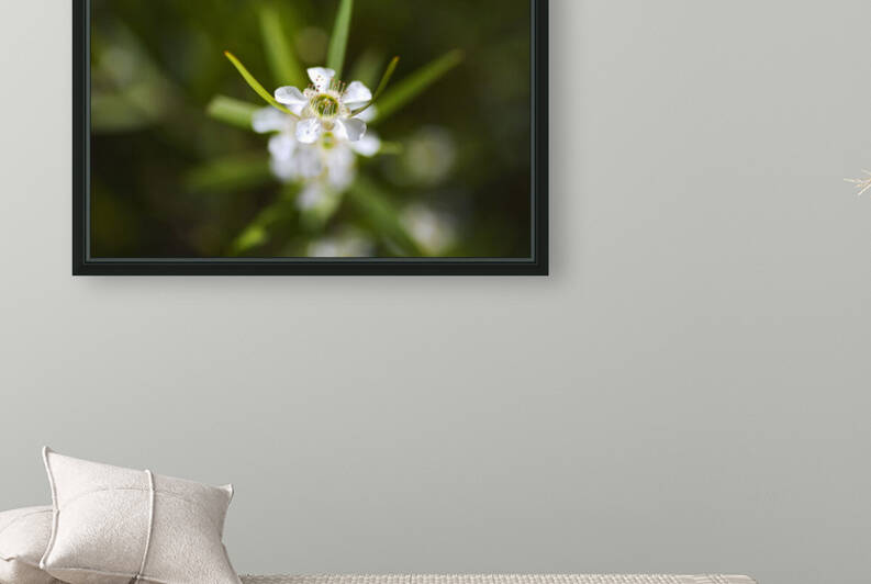 Pacific Beauty Tea Tree White Flowers by Joy Watson