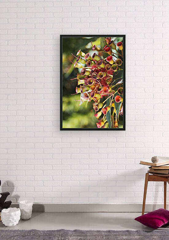 Eucalyptus Corymbia Ficifolia After Red Flowers  by Joy Watson