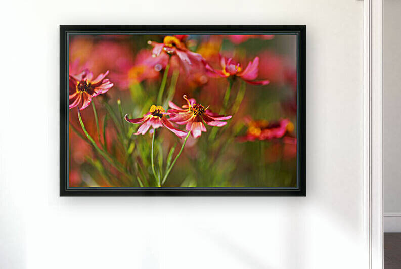 Rum Punch Plant Coreopsis Summer by Joy Watson