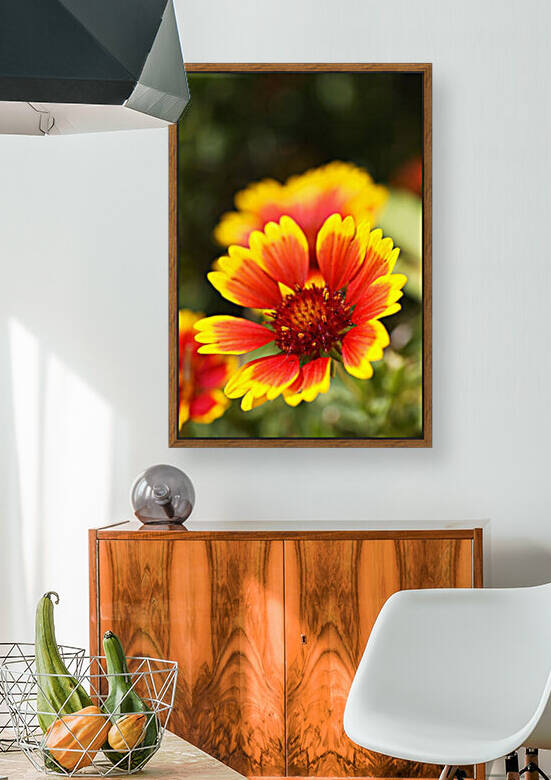 Gaillardia Flower Glow by Joy Watson