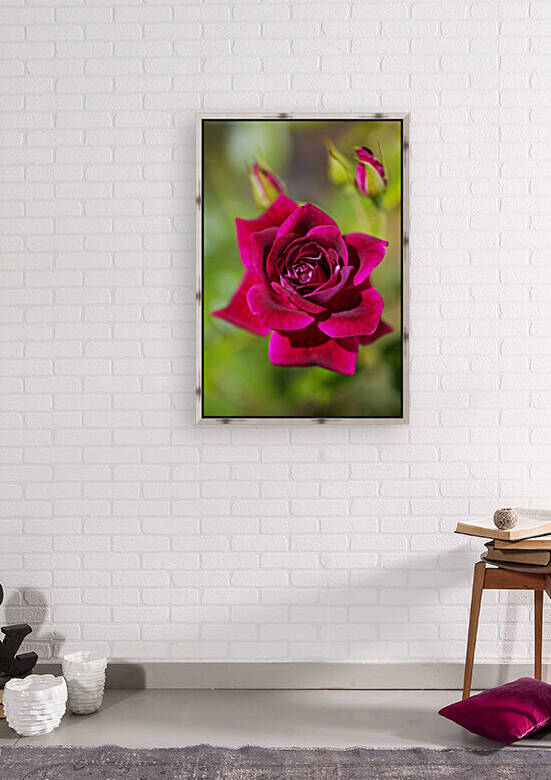 Rich n Deep Pink Rose  by Joy Watson