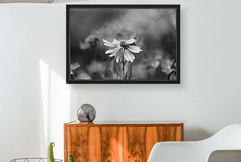 Rum Punch Plant Coreopsis In BW by Joy Watson