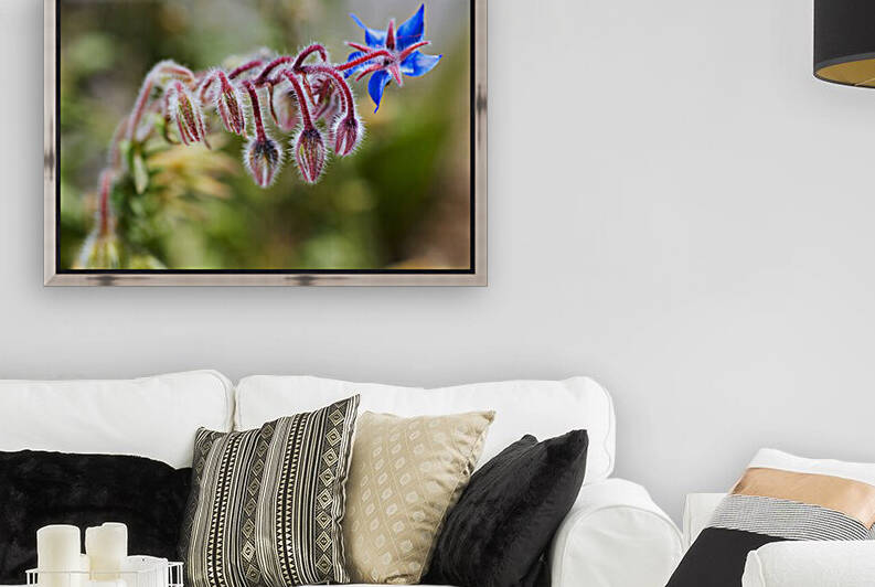 Borage Plant With Buds by Joy Watson