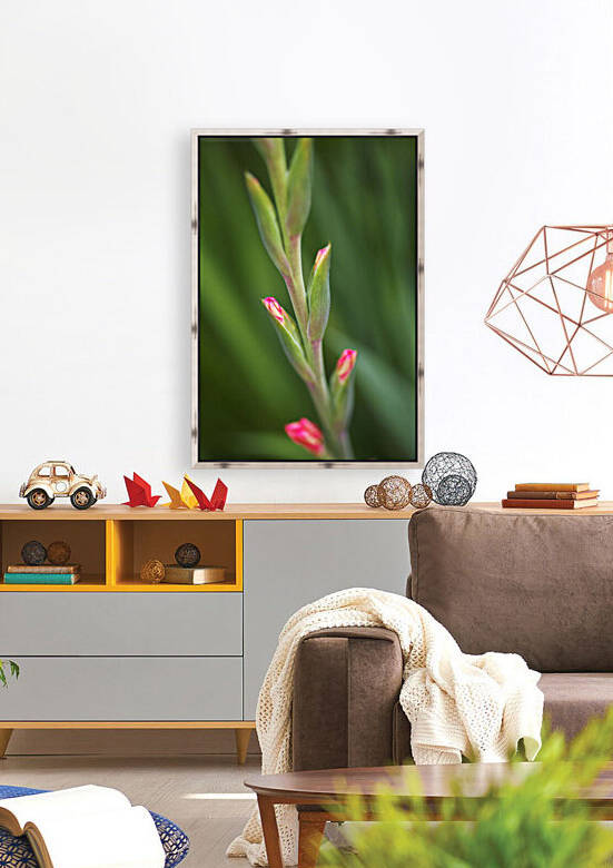 Sword Lily In Buds by Joy Watson
