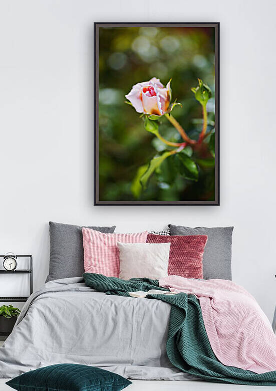 Abraham Darby Rose Pinks by Joy Watson