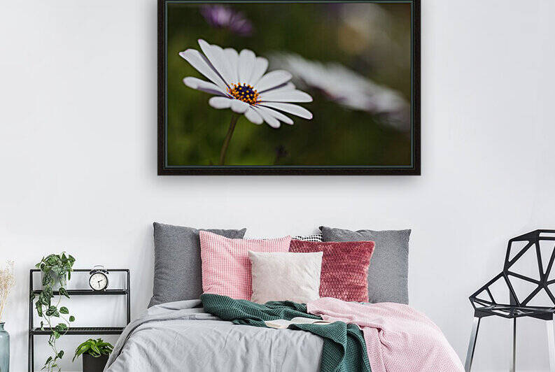 White Cape Daisy Flower by Joy Watson