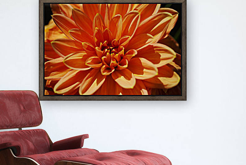 Orange Dinner Plate Dahlia Bloom by Joy Watson