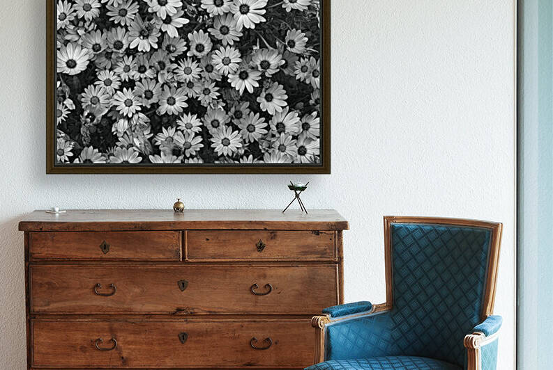 African Daisy Zion In BW  by Joy Watson
