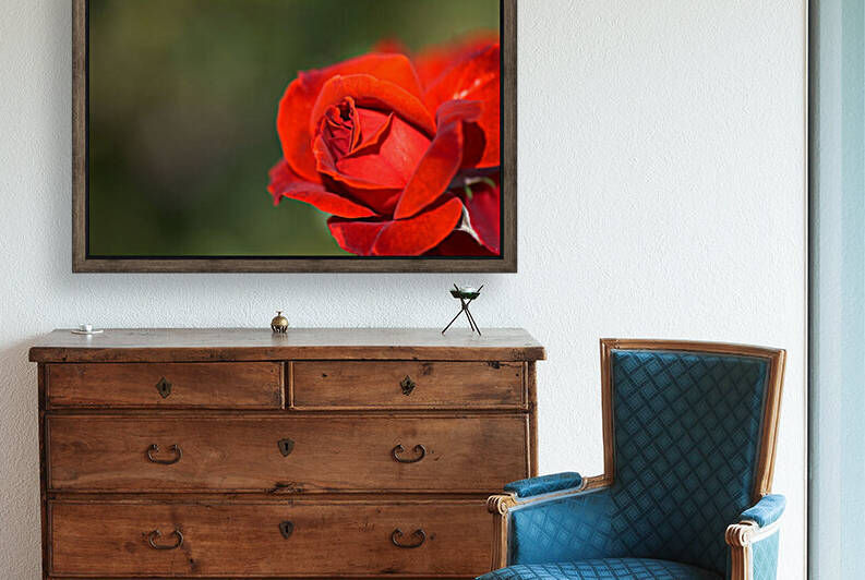 The Red Romance Rose by Joy Watson