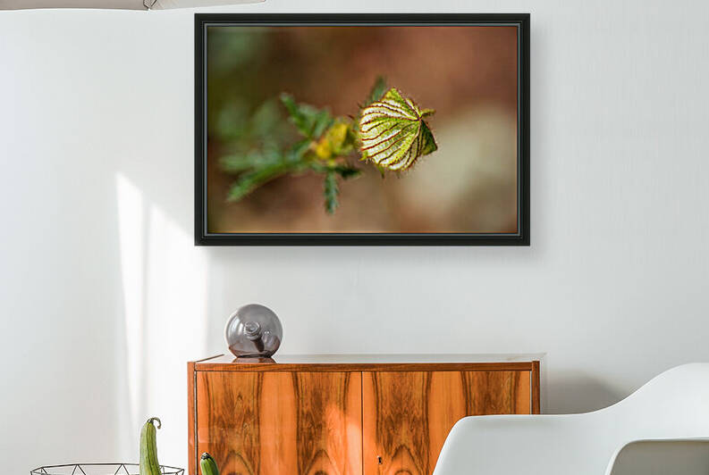Hibiscus Bud Green by Joy Watson