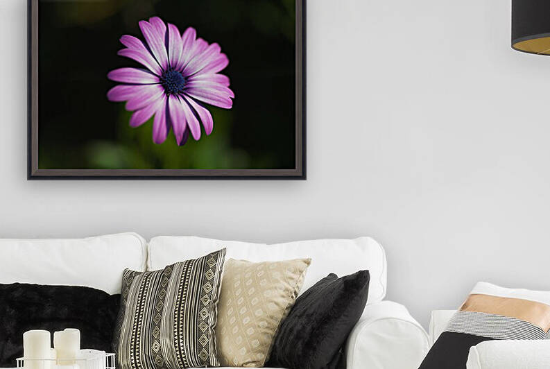 Pink And White Daisy Autumn by Joy Watson