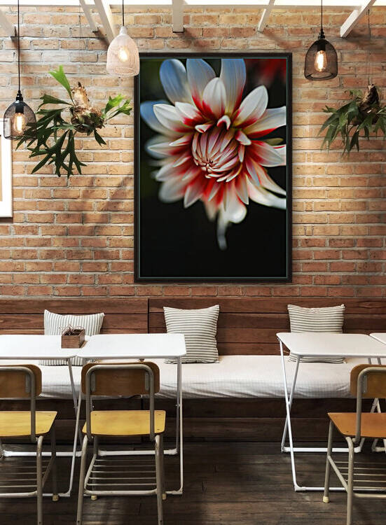Dreamy Dahlia Fire And Ice  by Joy Watson
