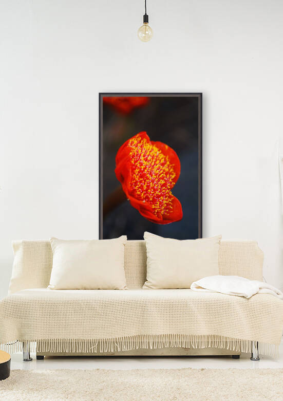 Red Paintbrush Lily by Joy Watson