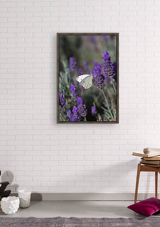 Purple Lavender With Cabbage Moth  by Joy Watson