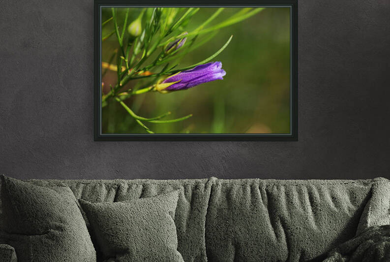 Australian Hibiscus Bud Purple  by Joy Watson