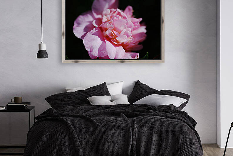 Camellia Debbie Is Pink  by Joy Watson