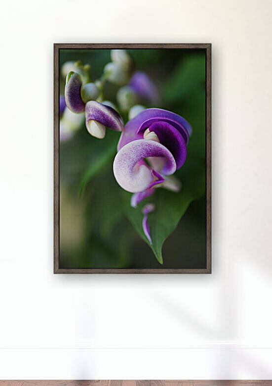 Corkscrew Vine Flower Summer by Joy Watson