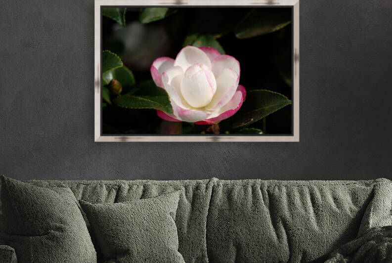 Camellia Japonica Pink Spring by Joy Watson