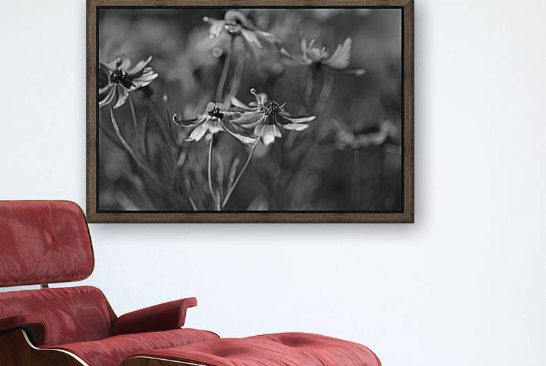 The Rum Punch Plant BW by Joy Watson