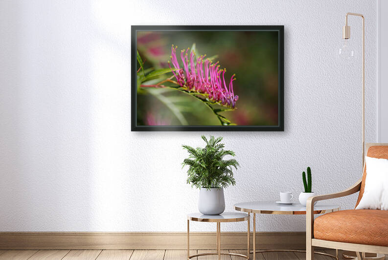 Marching Pink Grevillea Flower  by Joy Watson