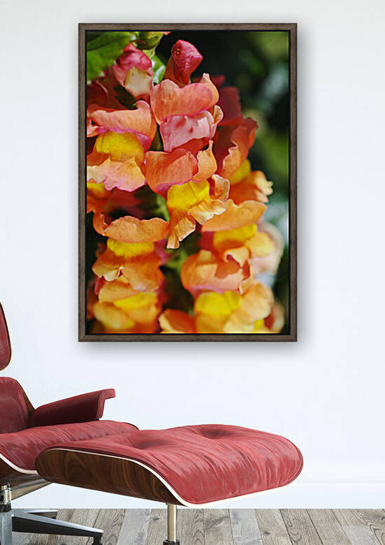 Reddish Golden Toned Snapdragon Flowers by Joy Watson