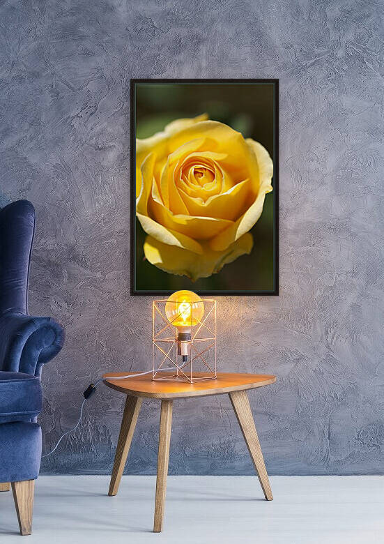 Gold Bunny Rose Fully Opened  by Joy Watson