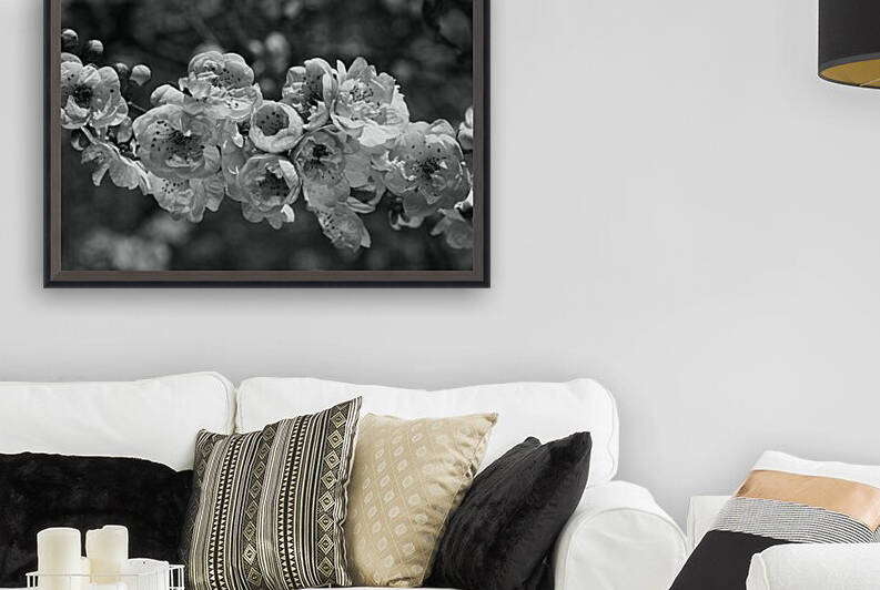 Spring Pink Blossom In BW by Joy Watson