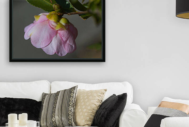 Head Lowered Of Camellia Flower by Joy Watson
