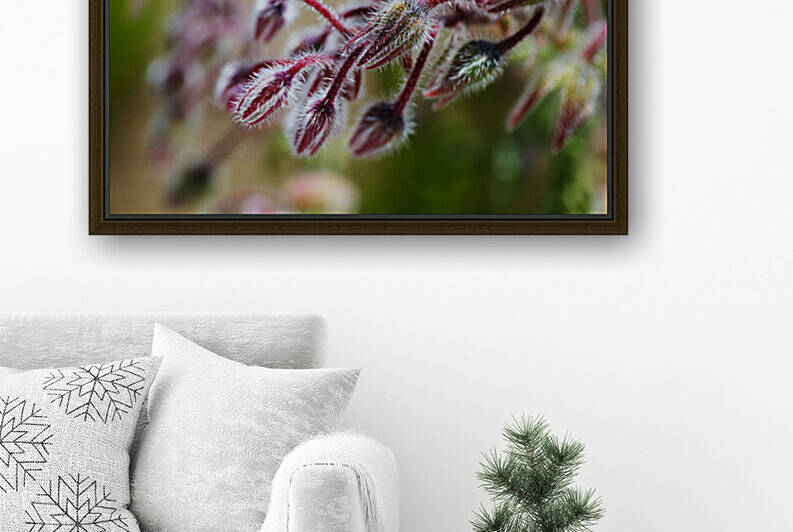 Starflower Buds  by Joy Watson