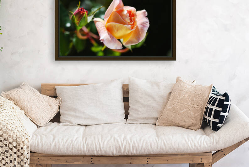 Abraham Darby Aprils Rose Buds by Joy Watson