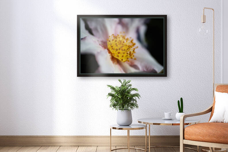 Camellia Japonica Flower Soft by Joy Watson